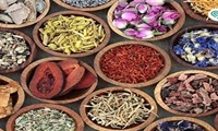 لزوم تجاری سازی کشت گیاهان دارویی در همدان / کشت  در ۶۰۰ هکتار از مراتع استان کشت گیاهان دارویی 